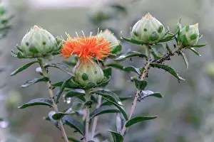 Safflower: Flowering carthamus plant used for oil productio