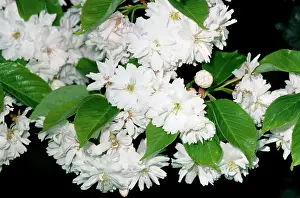 Prunus: Flowering CHERRY - close up of flowers