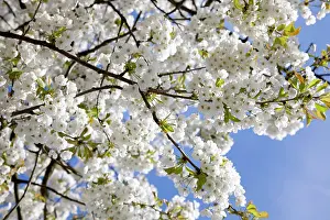 Seaons: Flowering Cherry - Tree full of blossom