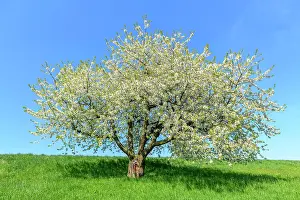 Prunus: Flowering Cherry tree (Prunus) on orchard meadow