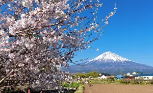 Rosy: Flowering cherry tree in spring, back Mt Fuji with