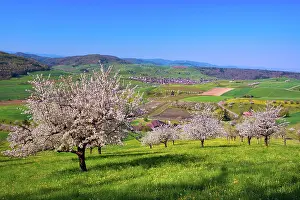 Aargau: Flowering cherry trees (Prunus), Magden, Canton