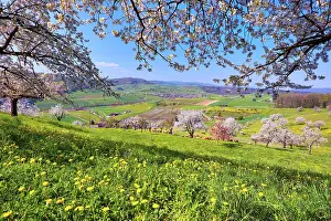 Aargau: Flowering cherry trees (Prunus), Magden, Canton