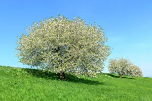 Orchard: Flowering Cherry trees (Prunus) on orchard meadow