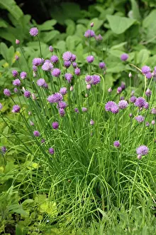 Cooking: Flowering chives plant