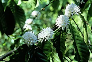 Flores: Flowering coffee tree (Coffea arabica)