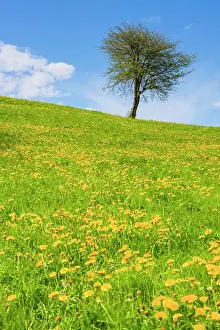 Taraxacum: Flowering common dandelion (Taraxacum) and single