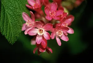 Currant: Flowering Currant
