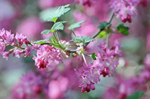Currant: Flowering Currant