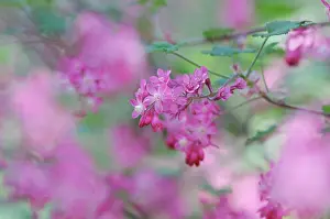 Currant: Flowering Currant