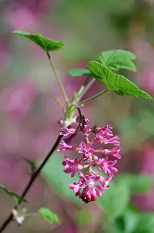 Currant: Flowering Currant
