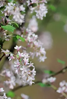 Currant: Flowering Currant