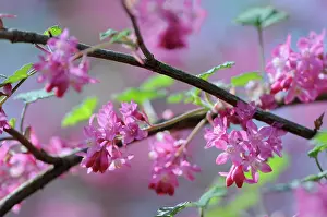 Currant: Flowering Currant