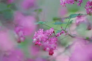Currant: Flowering Currant