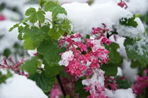 Fragile: Flowering Currant