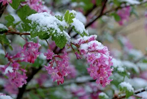 Cover: Flowering currant