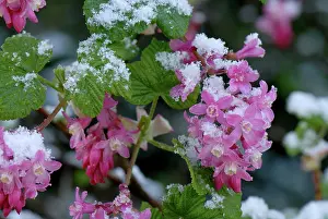 Cover: Flowering currant