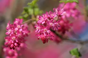 Currant: Flowering currant, Ribes sanguineum, Pink subject