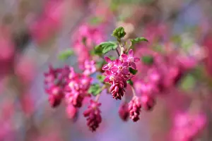 Currant: Flowering currant, Ribes sanguineum, Pink subject