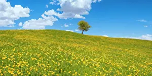 Taraxacum: Flowering Dandelion meadow (Taraxacum) and single