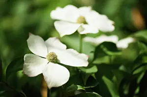 Cornus: Flowering dogwood, Cornus florida, close up of 2 flowers in