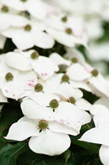 Cornus: Flowering dogwood, Cornus kousa flowers