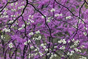 Kentucky: Flowering dogwood tree and distant Eastern redbud, Kentucky