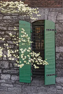 Window: Flowering dogwood tree in front of a stone building with