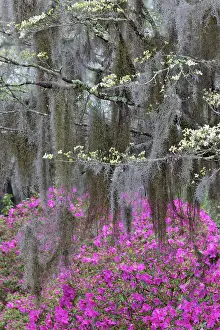 Georgia: Flowering dogwood trees and azaleas in full bloom