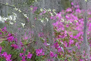 Georgia: Flowering dogwood trees and azaleas in full bloom