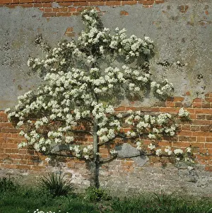 Pyrus: Flowering espalier pear