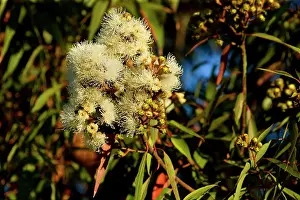 Gums: Flowering eucalypt tree - flowers of a cream coloured