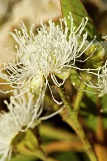 Gums: Flowering eucalypt tree - flowers of a cream coloured