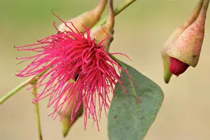 Gums: Flowering Eucalypt tree - a red flowering eucalypt