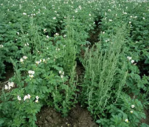 Potatoes: Flowering fat hen