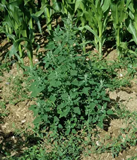 Lambs: Flowering fat hen