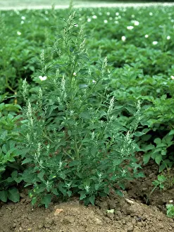Potatoes: Flowering fat hen (Chenopodium album)
