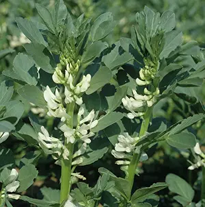 Fixing: Flowering field bean plants