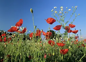 Chamomile: Flowering field - with field poppies and scentless