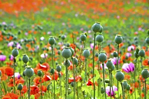 Blooming: Flowering field with poppies (Papaver) and seed capsules of the poppy flowers in the foreground