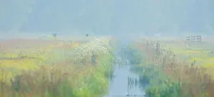 Ditch: Flowering fields in a wetland