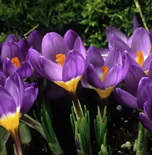 Tricolour: Flowering garden bulb