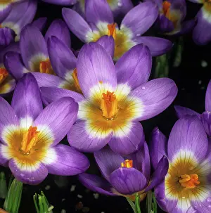 Opening: Flowering garden bulb