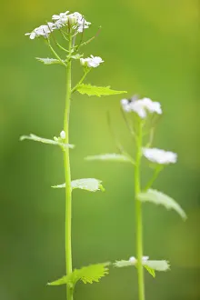 Mustard: flowering Garlic Mustard