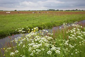 Ditch: Flowering grassland with ditch and cows