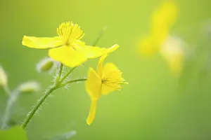 Celandine: flowering Greater Celandine