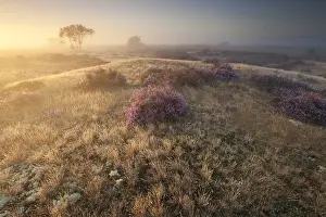 Calluna: Flowering Heather (Calluna vulgaris) in late ev