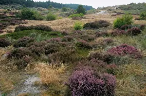 Duinen: Flowering heather in dune landscape