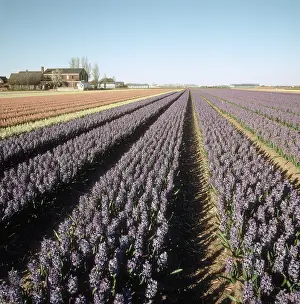 Commercial: Flowering Hyacinths
