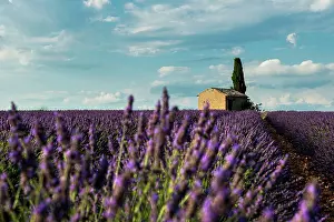 Lavender: Flowering lavender (Lavandula angustifolia) field